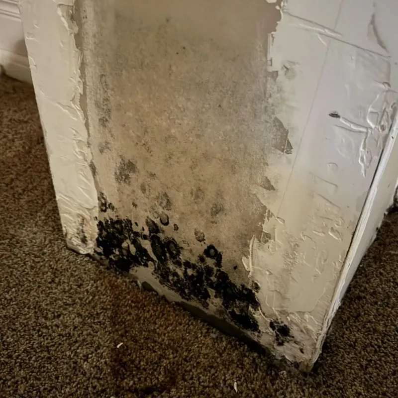 Professional Mold Removal in Ravenna, OH